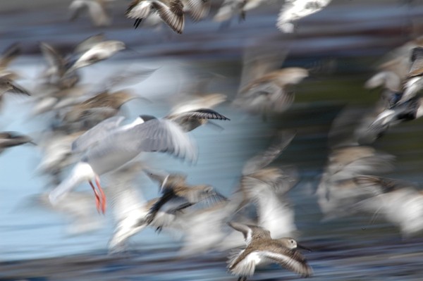 blurry photograhpy of sea gulls